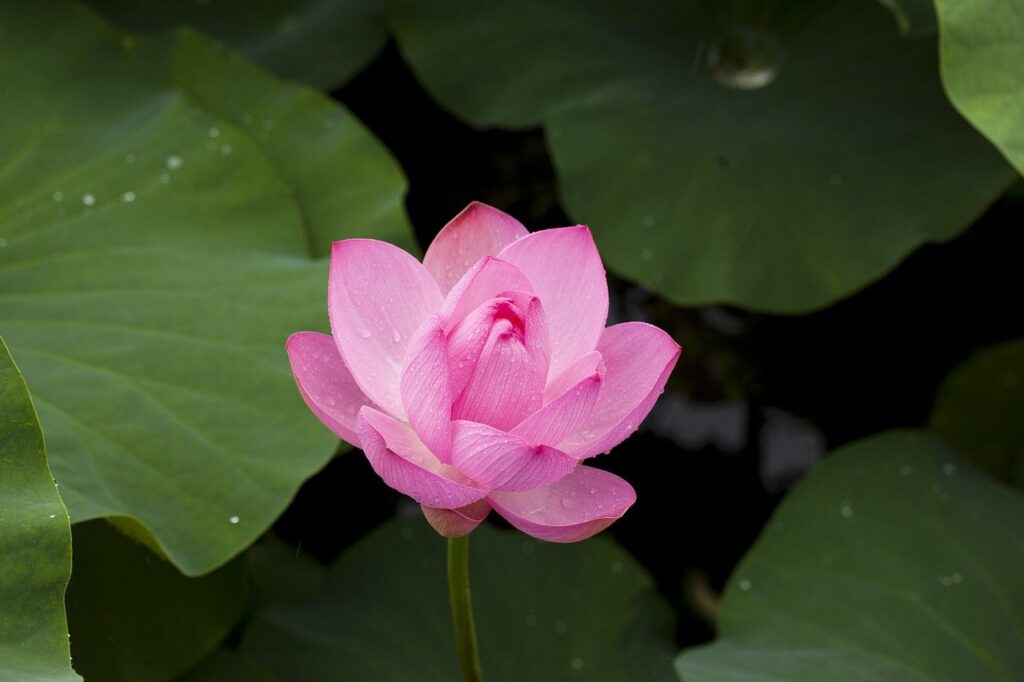 lotus, nature, plants