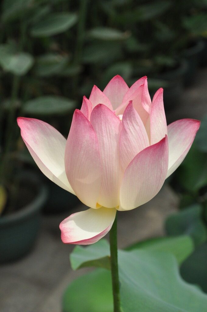 lotus, pink lotus, flower